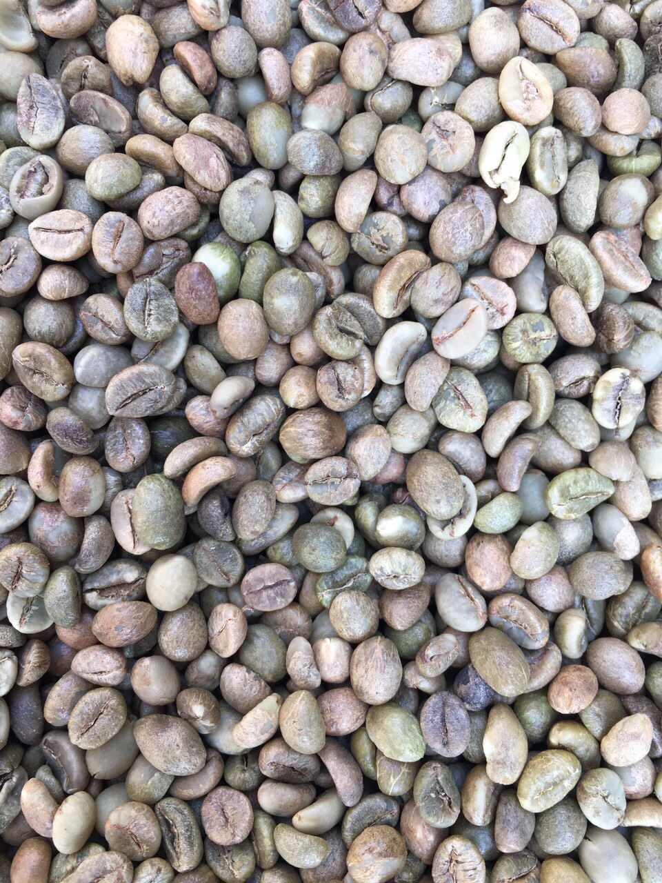 Cleaned Robusta green coffee beans S18